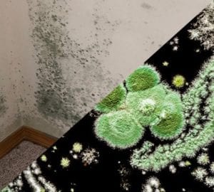 Mold Testing Service in Springfield, MO